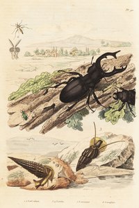 Szarvasbogár, Lucanus szarvas 1, Cerithium sulcatum és Rhinoclavis durva puhatestűek 3,4, Cerocoma elateroides 5 és Keroplatus tipuloides darázs 6 alkotó: Unbekannt