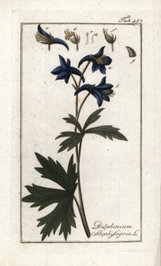 Staphisegar vagy tetűfű, köszvényes fű vagy vadszőlő (Delphinium staphisagria). Litográfia Johannes Zorn (1739-1799) "Afbeelding der Artseny-Gewassen" című művéből, Hollandia. alkotó: Unbekannter Künstler