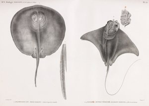 Stingray, elöl és hátul alkotó: Unbekannt