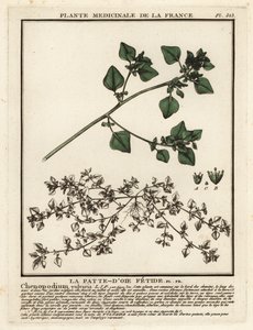 Büdös lúdtalp, Chenopodium vulvaria. alkotó: Unbekannter Künstler
