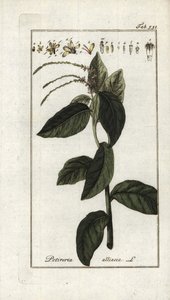 Büdös verbéna vagy fokhagymás lián (Petiveria alliacea). Litográfia Johannes Zorn (1739-1799) "Afbeelding der Artseny-Gewassen" című művéből, Hollandia. alkotó: Unbekannter Künstler