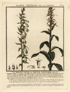 Szalma gyűszűvirág, Digitalis lutea. alkotó: Unbekannter Künstler