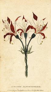 Csíkos alstroemeria, Alstroemeria ligtu. ,1800 (metszet) alkotó: Unbekannter Künstler