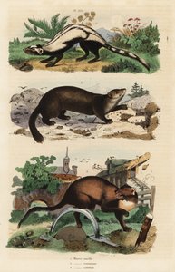 Csíkos búbos macska, Ictonyx striatus 1, európai fenyő nyest, Martes martes 2 és sable, Martes zibellina 3 alkotó: Unbekannt