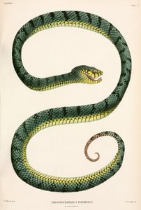 Sumatran Pit-Viper, Indonézia alkotó: Unbekannter Künstler