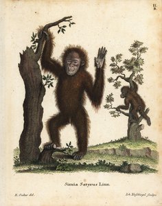 Szumátrai orangután, Pongo abelii. Kritikusan veszélyeztetett. Kézi rézmetszet R. Oakes illusztrációja után Johann Christian Daniel Schreber: Animal Illustrations after Nature, or Schreber