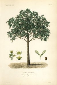Sycamore juharfa, Acer pseudoplatanas, Erable sycomore alkotó: Unbekannt