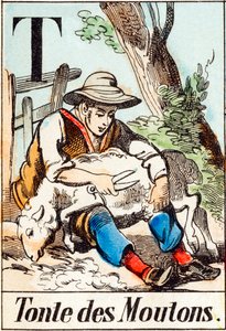 T Tonte des moutons - "A farm ábécéje" 19. század vége (metszet) alkotó: Unbekannt
