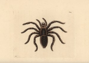 Tarantula farkaspók, Lycosa tarantula (Tarantula pók, Aranea tarantula). Az illusztrációt Richard Polydore Nodder rajzolta és metszette. Kézzel színezett rézmetszet George Shaw és Frederick Nodder The Naturalist