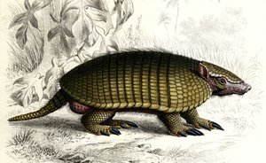 Encoubrt armadillo (Dasypus sexeinetus), edentes emlősök. Charles D
