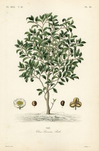 Teafa vagy teanövény, Camellia sinensis, Thea sinensis, a alkotó: Unbekannt