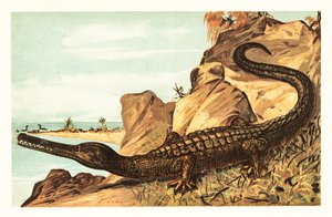 Teleosaurus cadomensis, kihalt tengeri krokodilfaj.1908 (litográfia) alkotó: Unbekannter Künstler