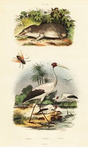 Tenrec, gólya és lólégy.,1834-1839 (metszet) alkotó: Unbekannter Künstler