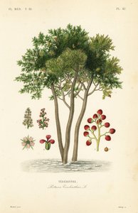 Terebinth vagy terpentinfa, Pistacia terebinthus, Terebinthe alkotó: Unbekannt