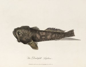 "A kétséges Lophius" alkotó: Unbekannter Künstler