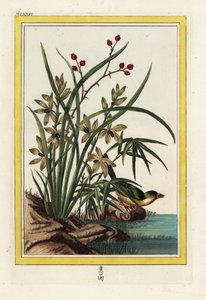 A kínai Elleborin. Helleborine orchidea, Cephalanthera longifolia. Pierre Joseph Buchoz kézzel készített színes metszete "Értékes és illuminált gyűjtemény a legszebb és legkülönösebb virágokról, amelyeket mind a kínai, mind az európai kertekben termesztene alkotó: Unbekannter Künstler