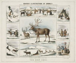 „The Rein Deer”, 1845 alkotó: Unbekannt