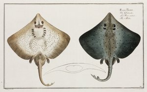 "A korcsolya" alkotó: Unbekannt