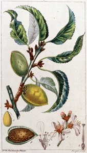 A mandulafa, 1801-1850 körül (metszet) alkotó: Unbekannter Künstler