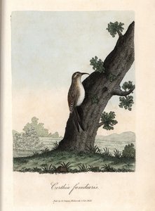 Az erdő hegymászója. George Graves színes rézmetszete, a British Ornithology-ban. alkotó: Unbekannter Künstler