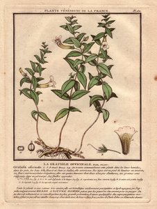 A gratiole officinale (Gratiola officinalis). Vénás növény, a növény, a szár, a levelek, a virágok és a gyökerek leírása. A kehely, a porzó és a kapszula részletei. Eau forte en couleurs 18. század, in Herbier de la France (1780-1793), rajz, metszet és p alkotó: Unbekannter Künstler
