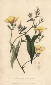 A scammonee (Convolvulus scammonia) - Erős víz William Clarke által, John Stephenson és James Morss Churchill "Medical Botanical, Description of the Medicinal Plants of London, Edinburgh, and Dublin" című művének illusztrálására, melyet Londonban John Chur alkotó: Unbekannter Künstler