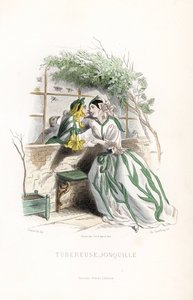 A gumós díj és egy manó nárcisz udvarolnak egy kerti padon, egy fal mellett - Eau forte Charles Geoffroy (1819-1882) alkotása, Jean Ignace Isidore Gerard dit J.J.Granville (1803-1847) illusztrációja alapján, a Les fleurs animees című kötethez. alkotó: Unbekannter Künstler