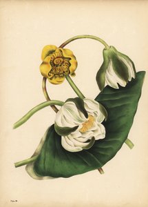 Fehér tavirózsa, Nymphaea odorata és sárga tavirózsa, Nuphar lutea, Silence alkotó: Unbekannt