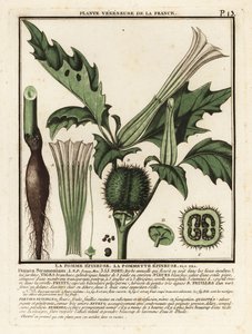 Tövis alma, Datura stramonium. alkotó: Unbekannter Künstler