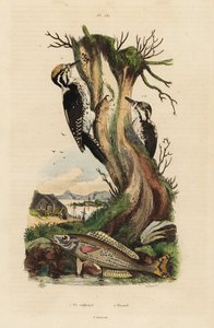 Háromujjú harkály, Picoides tridactylus 1 és picarel, Spicara smaris 2. Pic tridactyle, picarel alkotó: Unbekannt
