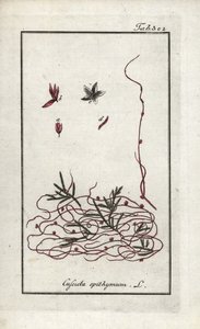 Kakukkfű- vagy kisvirágú kakukkfű (Cuscuta epithymum). Litográfia Johannes Zorn (1739-1799) "Afbeelding der Artseny-Gewassen" című művéből, Hollandia. alkotó: Unbekannter Künstler