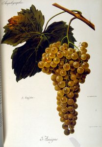 A szőlészetről (szőlőtermesztés borászati célokra) szóló francia általános értekezés címlapja 1905 alkotó: Unbekannter Künstler