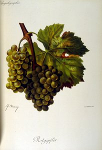 A szőlészetről (szőlőtermesztés borászati célokra) szóló francia általános értekezés címlapja 1905 alkotó: Unbekannter Künstler