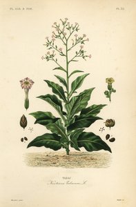 Dohánynövény, Nicotiana tabacum, Tabac alkotó: Unbekannt