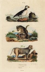 Toque makákó, Macaca sinica, veszélyeztetett 1, rhesus makákó, Macaca mulatta 2 és papagáj auklet, Aethia papagáj 3 alkotó: Unbekannt