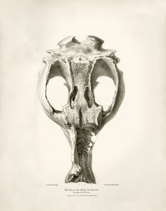Toxodon Crane, egy őskori állat, amelyet Charles Darwin az uruguayi Montevideo közelében talált a Beagle fedélzetén tett felfedezőútja során. A H.M.S. Beagle Fitzroy kapitány parancsnoksága alatt 1832 és 1836 között tett útjának zoológiája szerkesztette és alkotó: Unbekannter Künstler