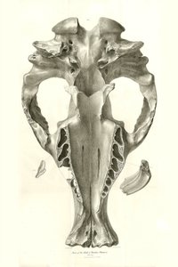 Toxodon Crane, egy őskori állat, amelyet Charles Darwin az uruguayi Montevideo közelében talált a Beagle fedélzetén tett felfedezőútja során. A H.M.S. Beagle Fitzroy kapitány parancsnoksága alatt 1832 és 1836 között tett útjának zoológiája szerkesztette és alkotó: Unbekannter Künstler