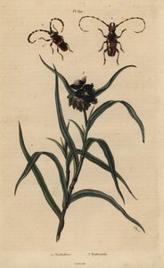 Trachyderes succinatus 1, Trachyderes mandibularis 2 és Virginia pókfű, Tradescantia virginiana 3 alkotó: Unbekannt