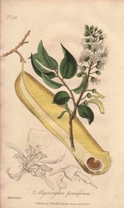 Lázfa (Myroxylon peruiferum) - Erős víz William Clarke által, John Stephenson és James Morss Churchill "Medical Botanical, Description of the Medicinal Plants of London, Edinburgh and Dublin" című művének illusztrálására, melyet Londonban adott ki John Chu alkotó: Unbekannter Künstler