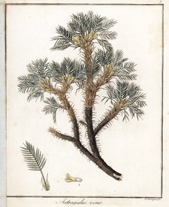 Igazi Astragalus - F. Guimpel litográfiája, Friedrich Gottlob Haynes (1763-1832) orvosi botanikájából, Berlin, kivonat. alkotó: Unbekannter Künstler