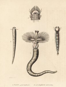 Csőféreg, Serpula vermicularis (Serpula contortuplicata), és legyezőféreg, Amphictene auricoma (Amphitrite auricoma). Gebhart kézi színezésű litográfiája Zehner illusztrációja után, Georg Friedrich Treitschke természetrajzi galériájából, Naturhistoris alkotó: Unbekannter Künstler