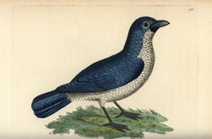 Turati boubou, Laniarius turatii (kék gébics, Lanius bicolor). Az illusztrációt Richard Polydore Nodder rajzolta és metszette. Kézzel színezett rézmetszet George Shaw és Frederick Nodder The Naturalist