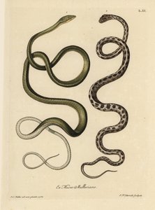 Két suriname-i kígyó: Ahaetulla mycterizans) és a kockás harisnyakígyó, Thamnophis marcianus. A surinami zöld kígyó, Coluber mycterizans, egy fehér kígyó, amelyet elegánsan feketével foltozott csikorgó kígyó. Kézzel festett koppe alkotó: Unbekannter Künstler