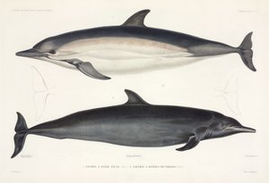 Kétféle delfin alkotó: Unbekannter Künstler