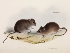 Kétféle egér, Dél-Amerika, 1832-1836 alkotó: Unbekannt