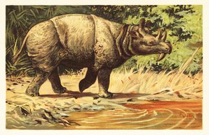 Uintatherium anceps, kihalt növényevő emlős az eocénben.1908 (litográfia) alkotó: Unbekannter Künstler