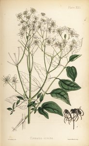 Függőleges szűzbokor, Clematis recta (Clematis erecta). Henry Sowerby kézi színezésű litográfiája Edward Hamilton Flora Homeopathica című művéből, Bailliere, London. alkotó: Unbekannter Künstler