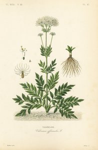 Valerian, Valerian officinalis, Valerian alkotó: Unbekannt