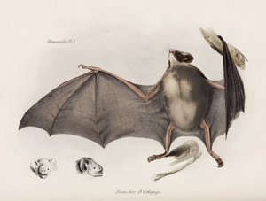 Vámpír denevér, Dél-Amerika, 1832-1836 alkotó: Unbekannter Künstler