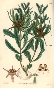 Variete by Brachystelma (Brachystelma crispum) - William Jackson Hooper (1785-1865) illusztrációja, Swan metszete, William Curtis botanikai magazinja számára. alkotó: Unbekannter Künstler